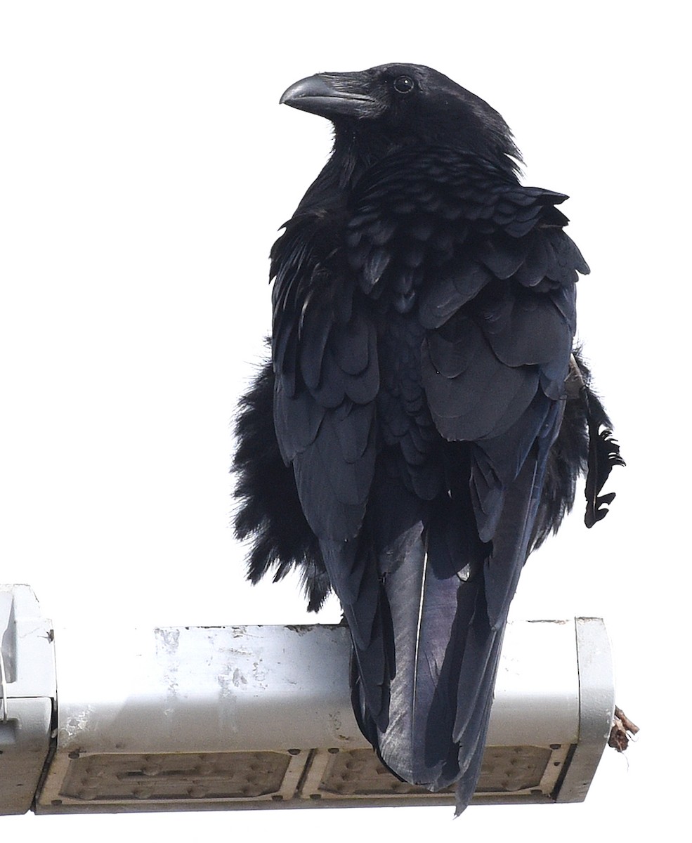 tanımsız kuzgun (Corvus sp.) - ML618470287