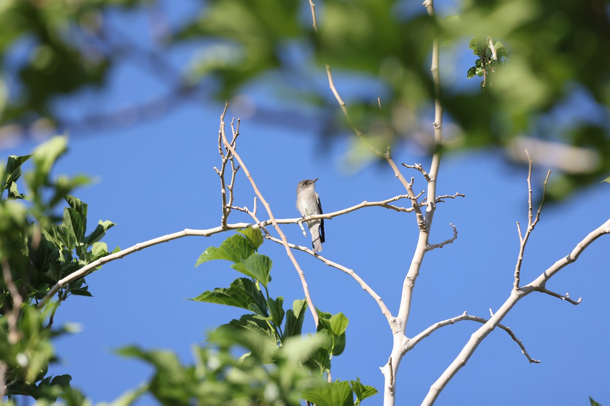 Western Wood-Pewee - ML618470294