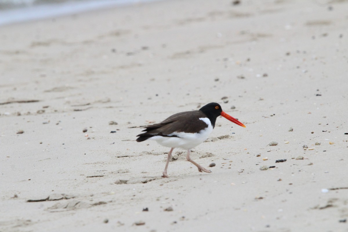 American Oystercatcher - ML618470324