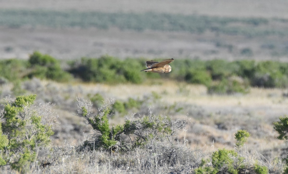 Short-eared Owl - Patrick McAtee