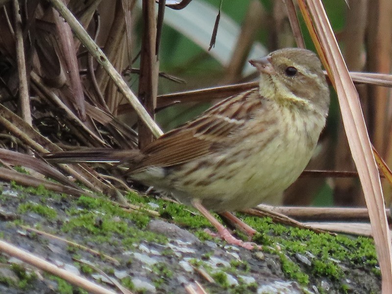 Black-faced/Masked Bunting - ML618470391