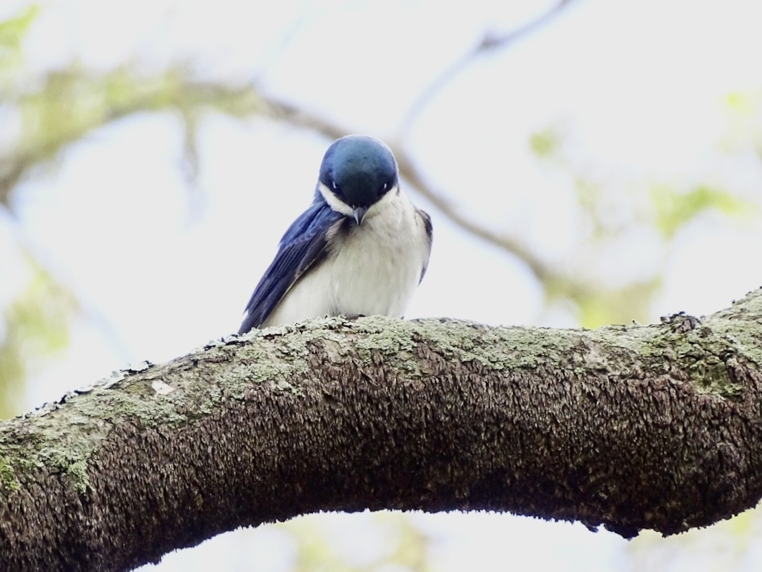 Golondrina Bicolor - ML618470416