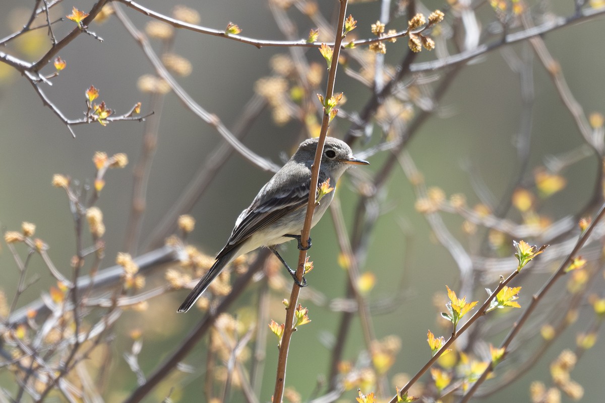 Gray/Dusky Flycatcher - ML618470426