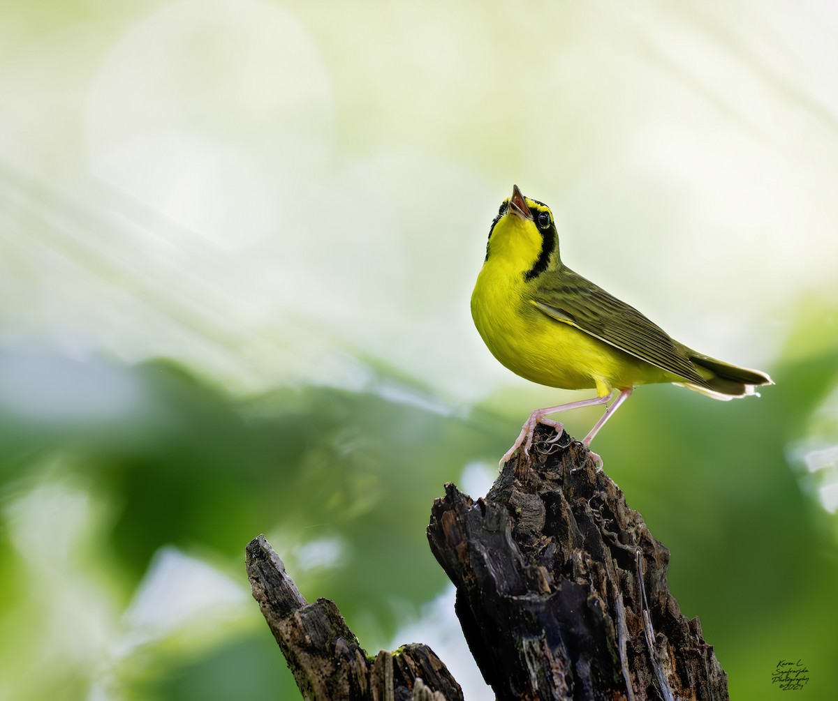 Kentucky Warbler - Karen Szafrajda