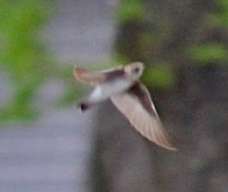 Northern Rough-winged Swallow - ML618470442