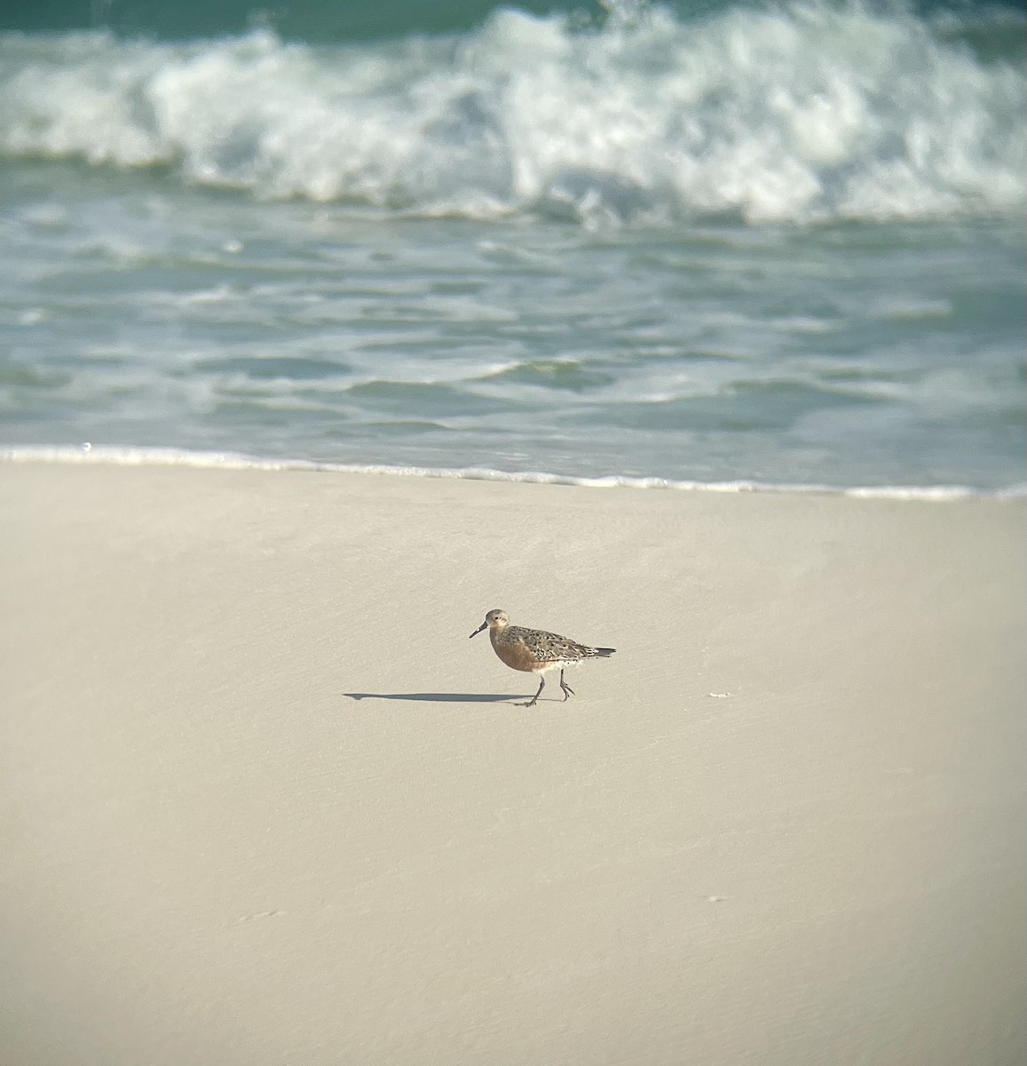 Red Knot - ML618470455