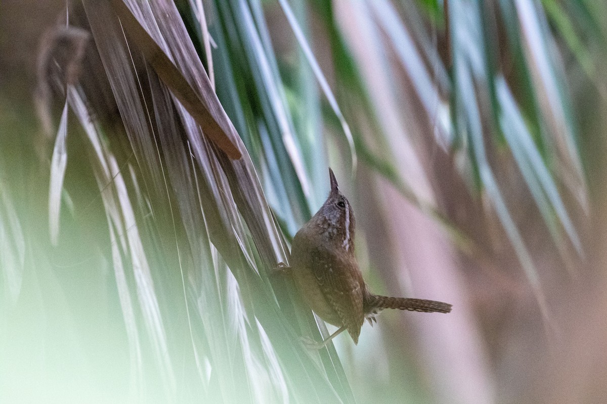 Carolina Wren - ML618470459