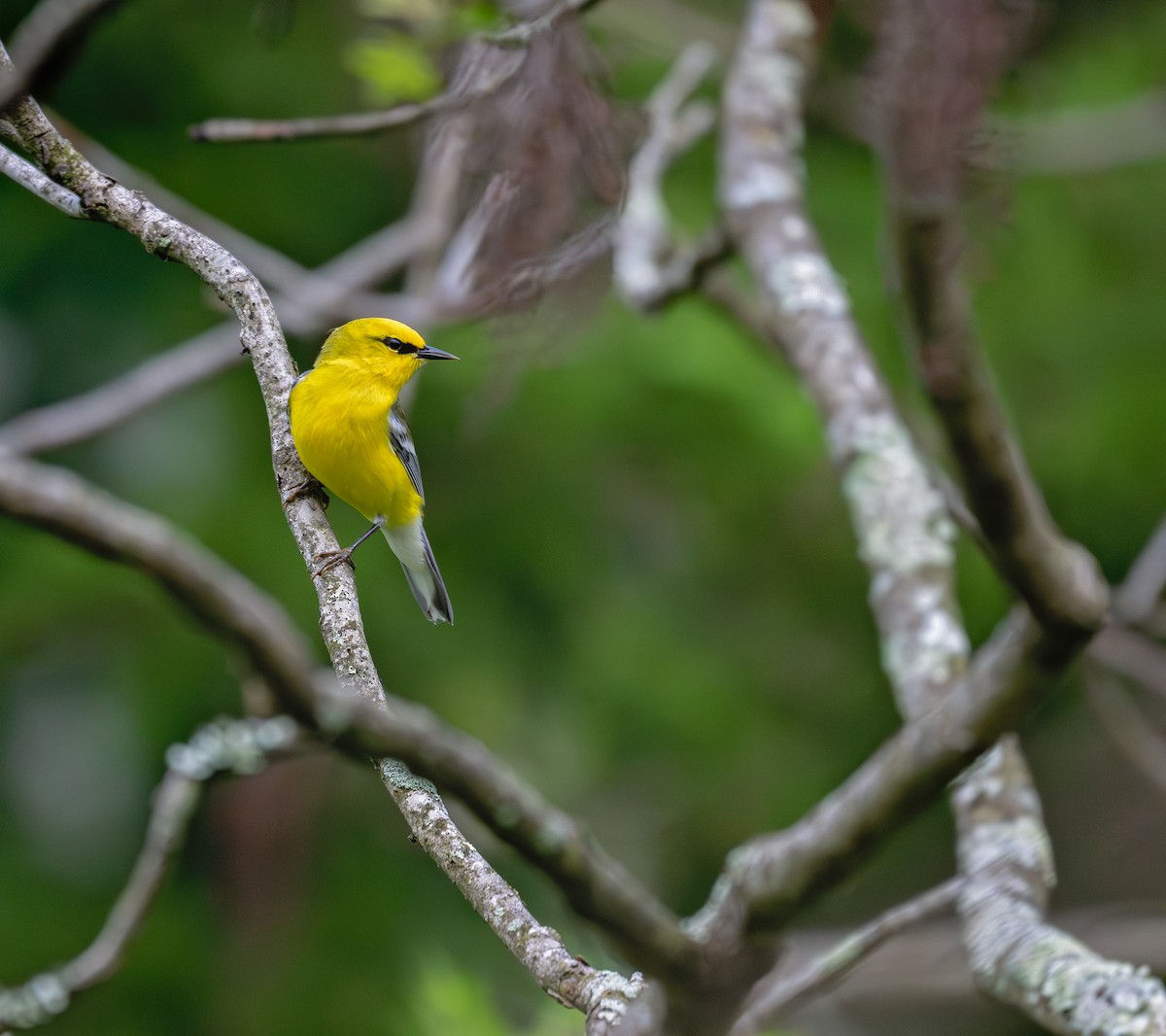 Blue-winged Warbler - ML618470469