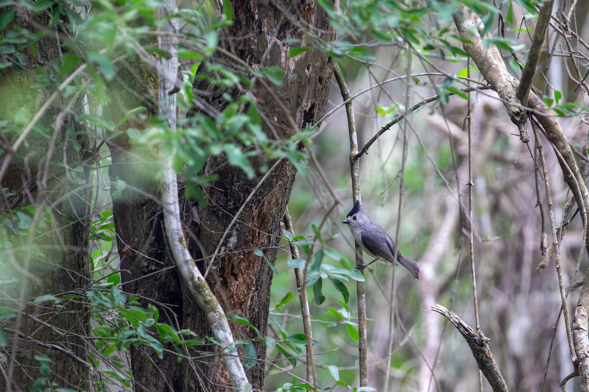 Black-crested Titmouse - ML618470470