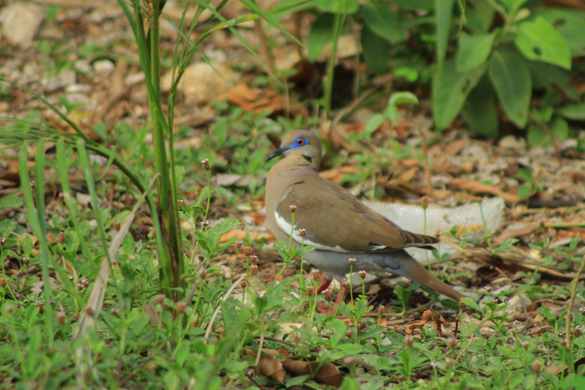 White-winged Dove - Gilberto González Kuk