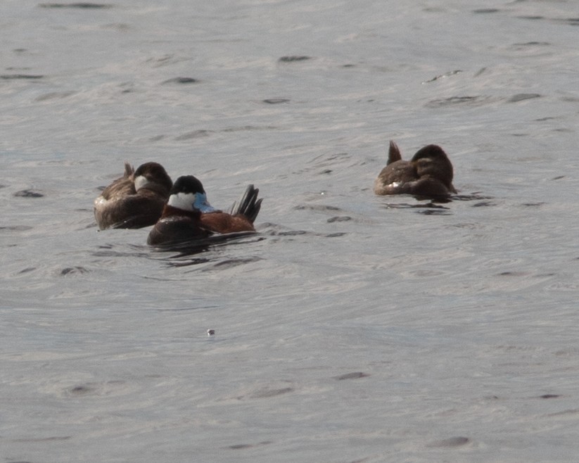 Ruddy Duck - ML618470486