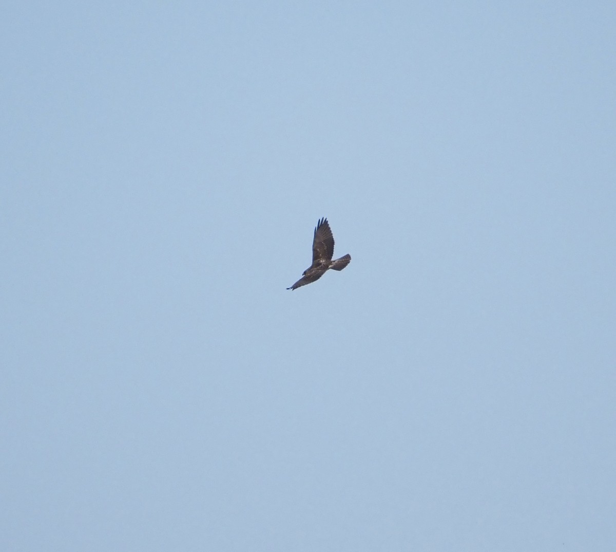 Swainson's Hawk - ML618470489