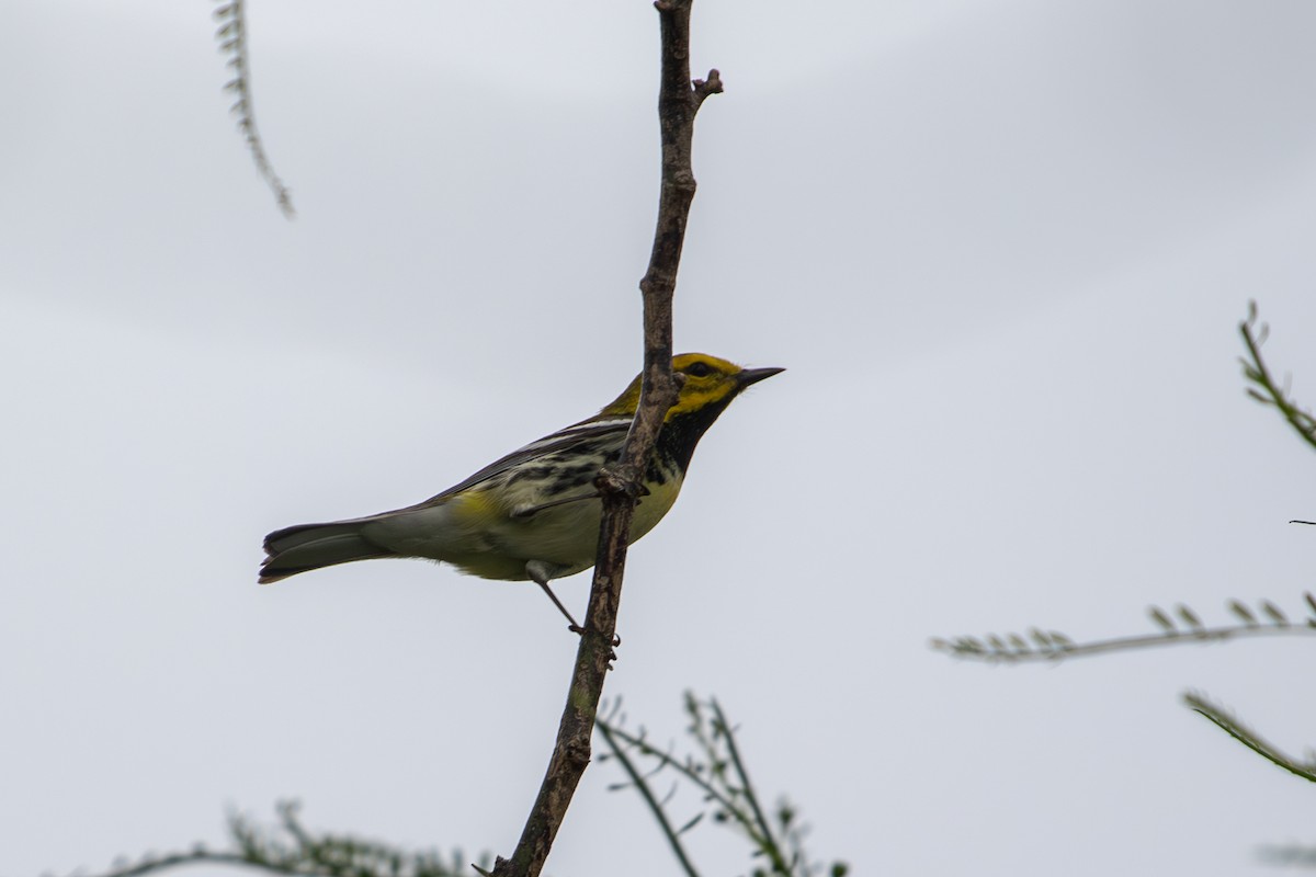 Black-throated Green Warbler - Jason Hummelt