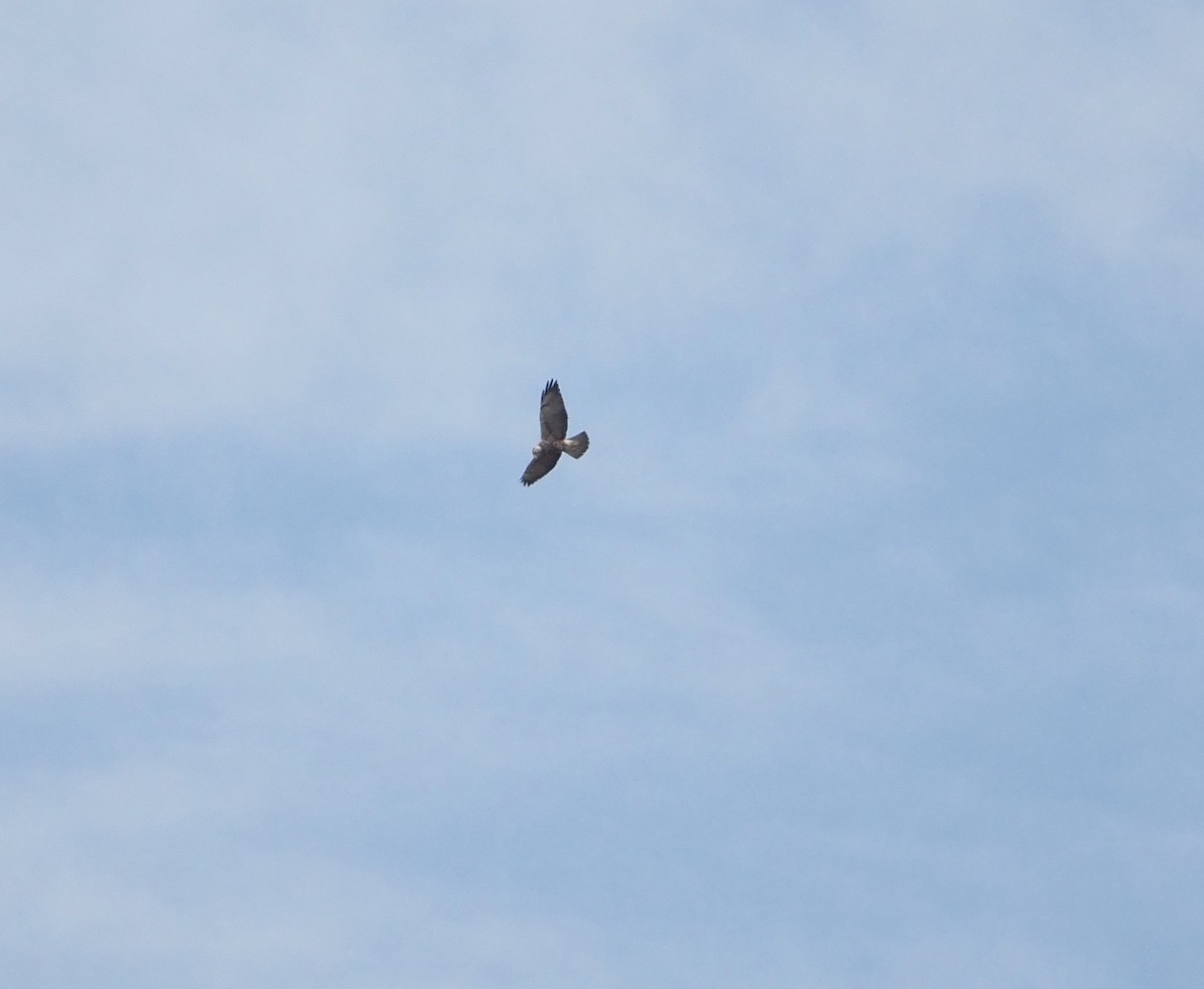 Swainson's Hawk - ML618470509