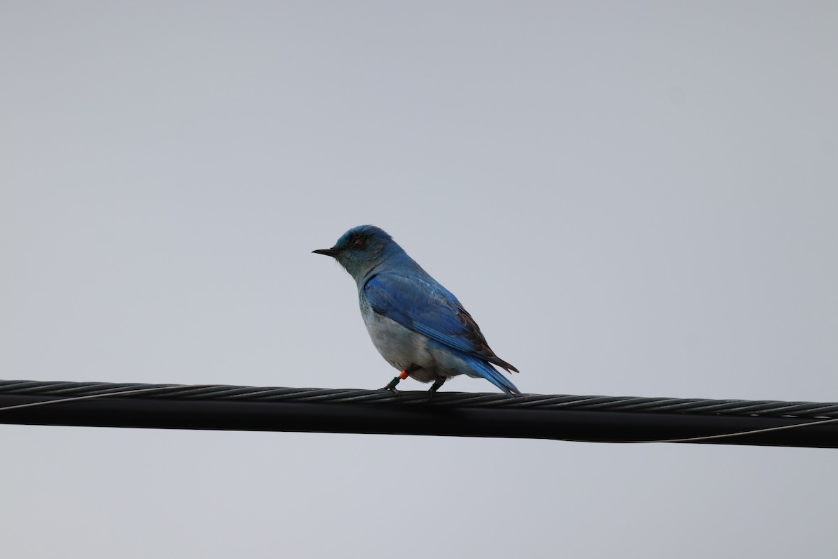 Mountain Bluebird - ML618470514