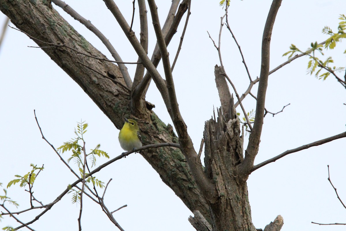 Yellow-throated Vireo - ML618470516