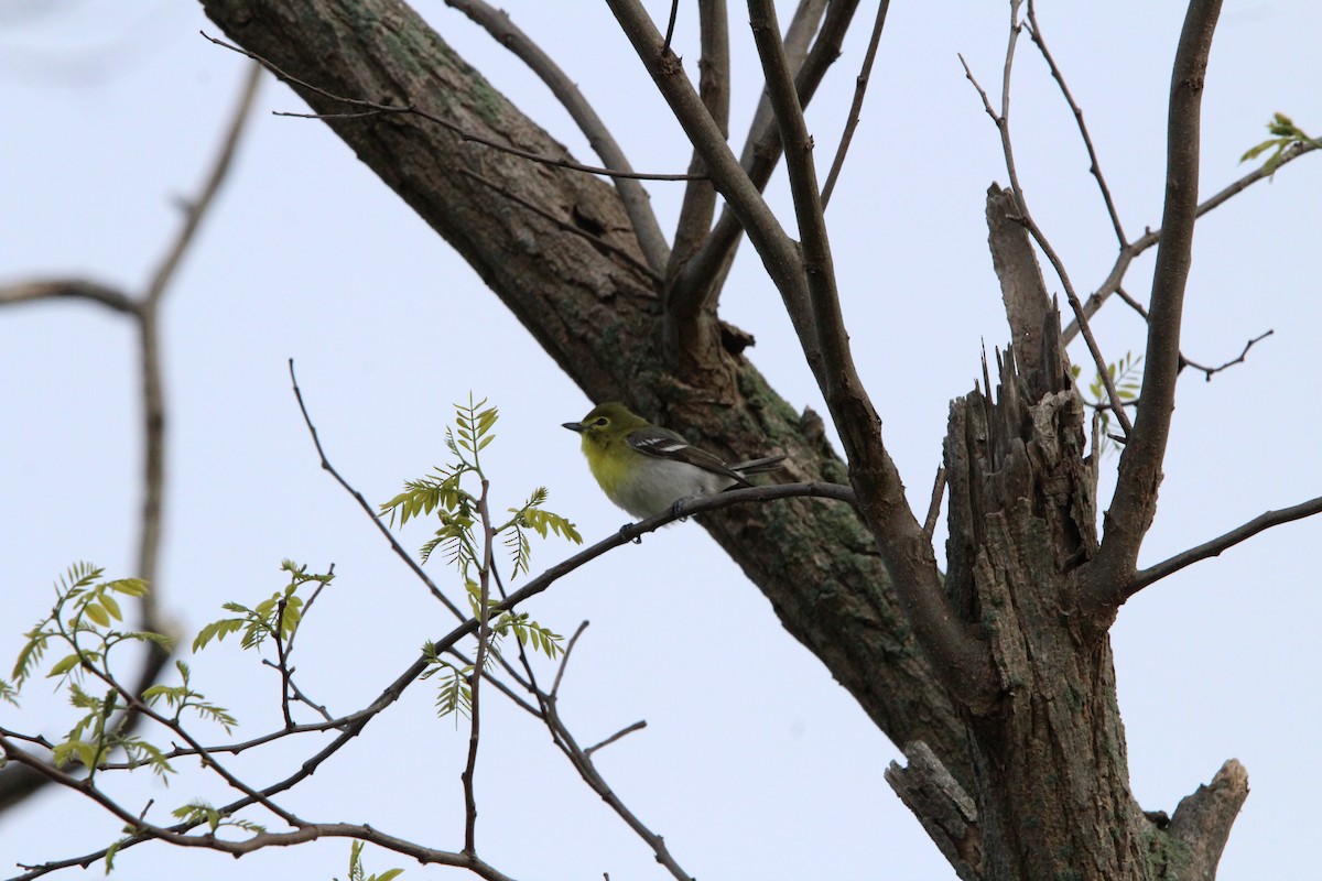 Yellow-throated Vireo - ML618470517