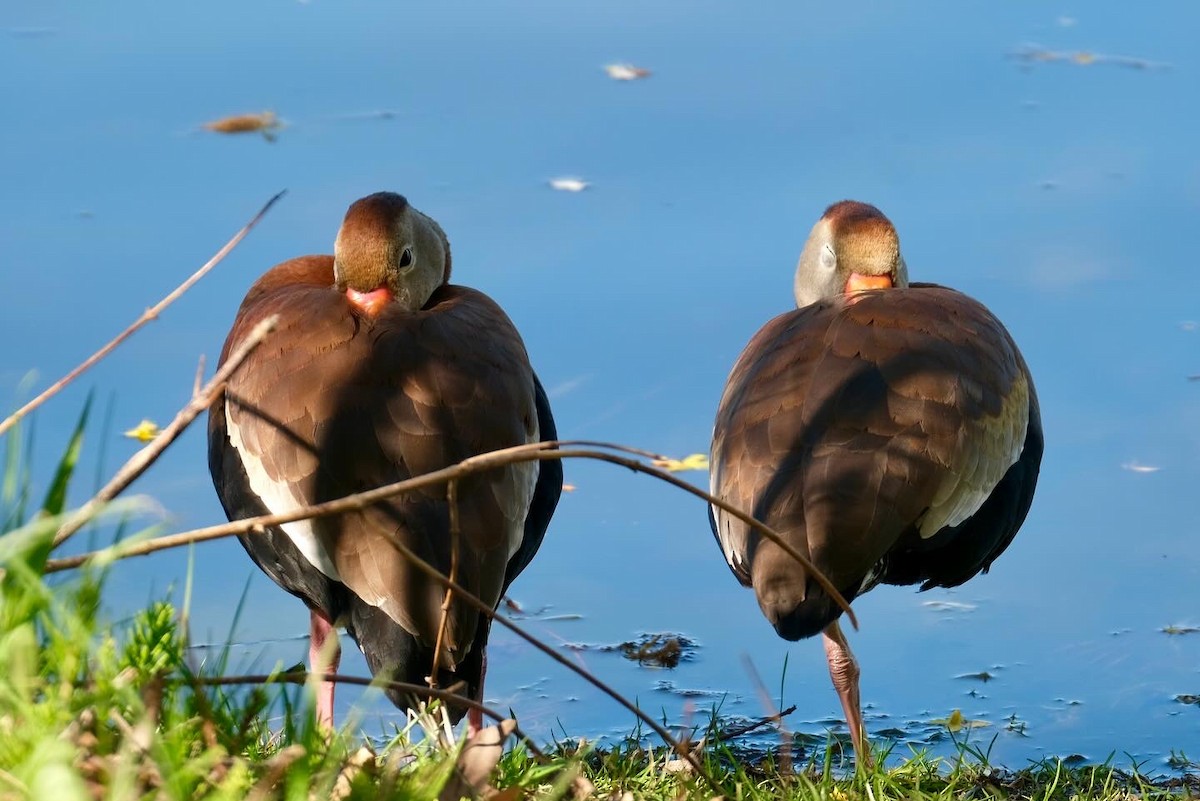 Black-bellied Whistling-Duck - Suzanne Tuberdyke