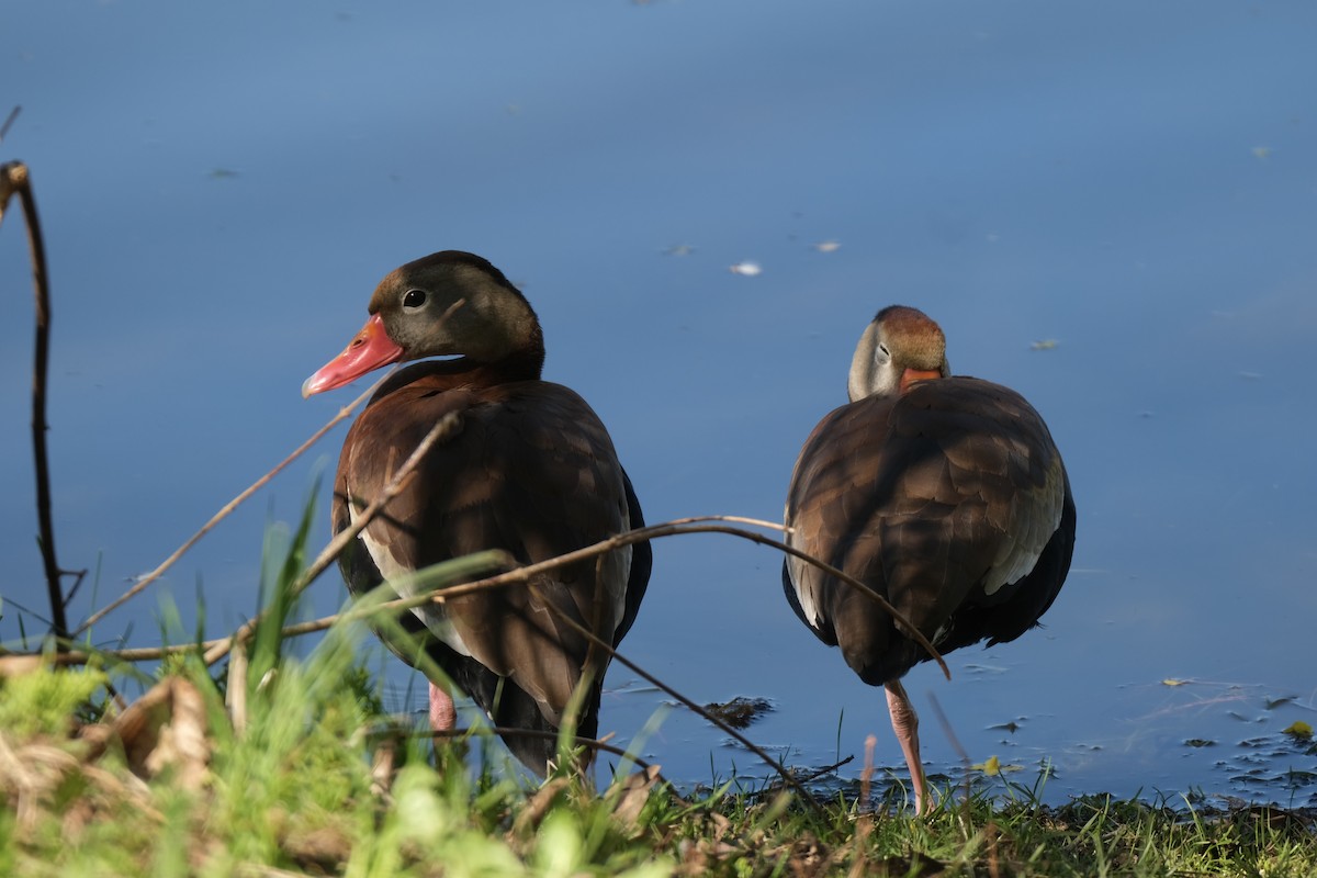 Black-bellied Whistling-Duck - ML618470534