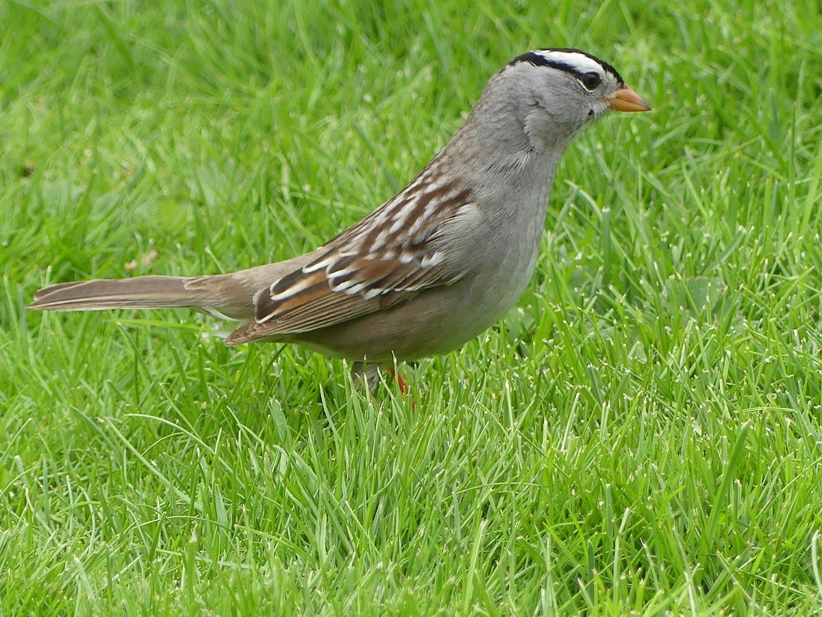 Bruant à couronne blanche - ML618470544