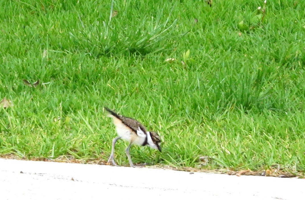 Killdeer - Mayumi Barrack