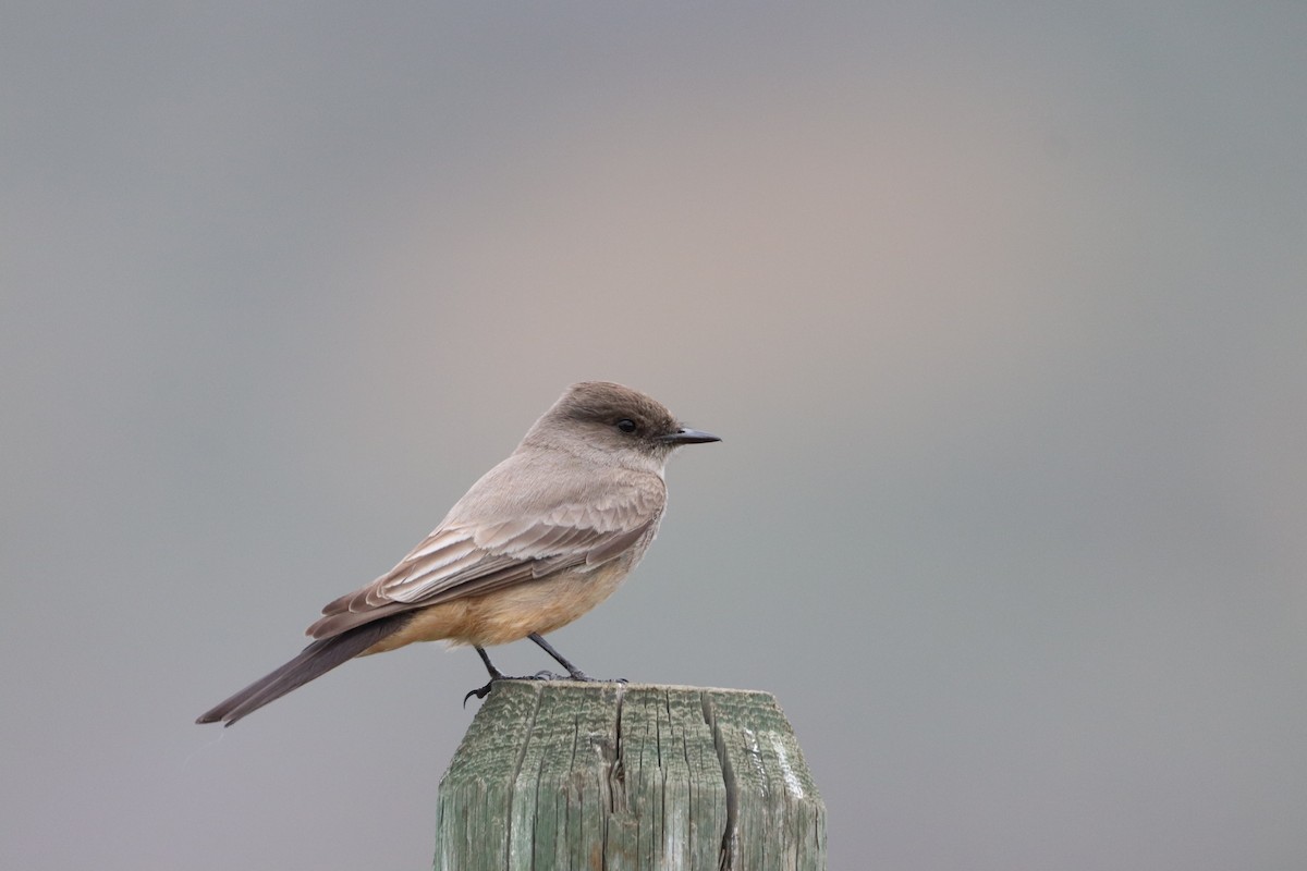 Say's Phoebe - ML618470553