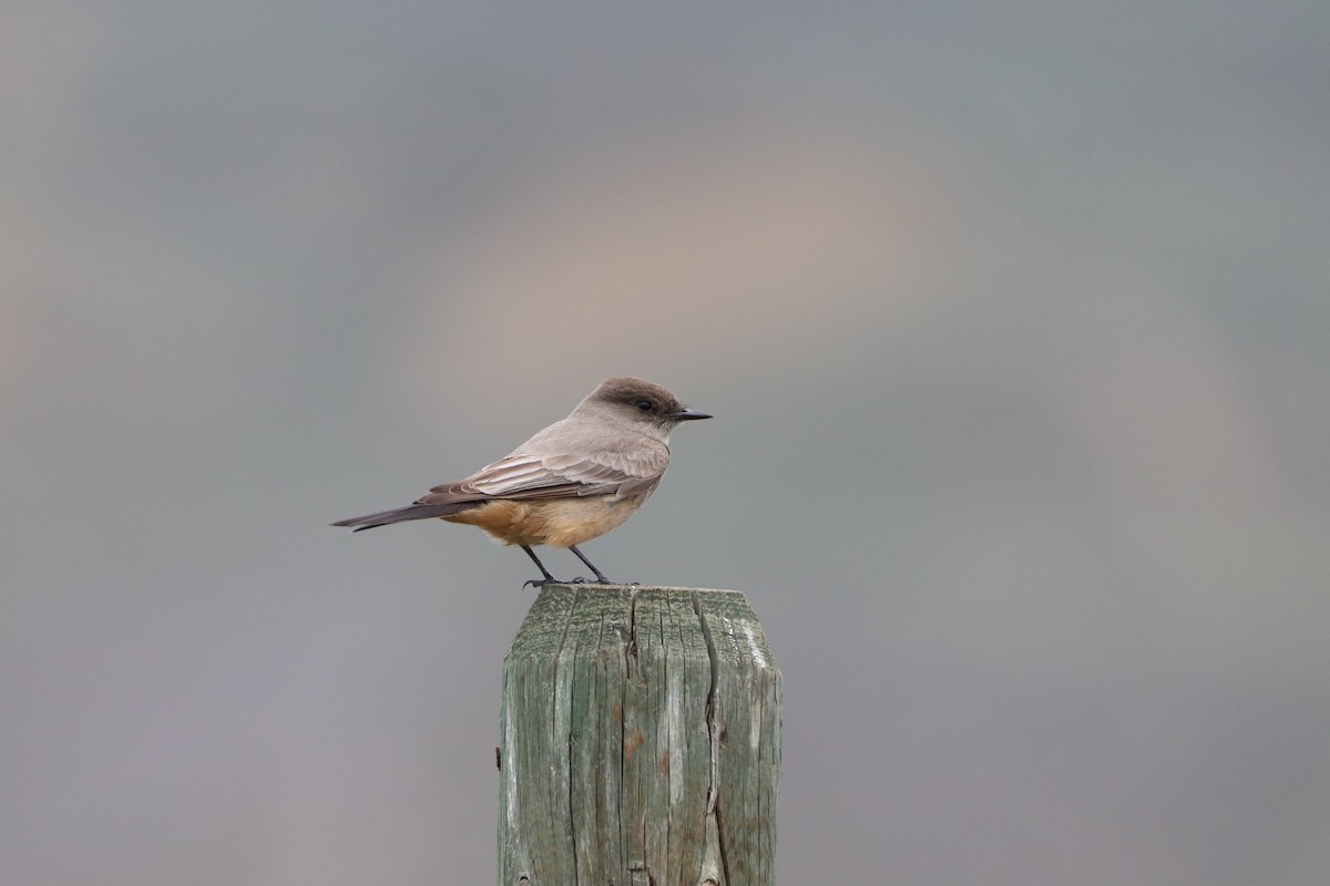 Say's Phoebe - ML618470569