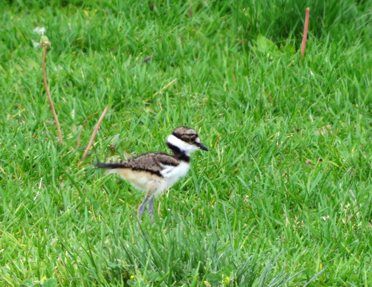 Killdeer - Mayumi Barrack