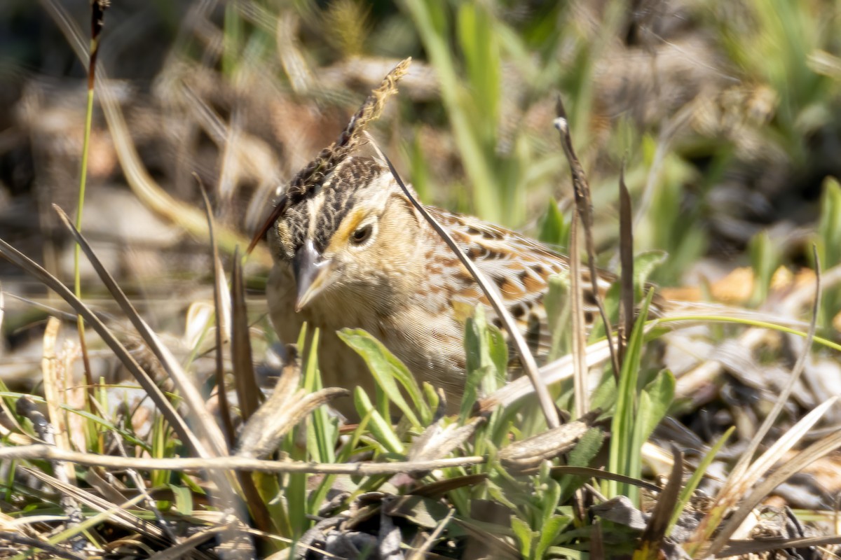 Grasshopper Sparrow - Al Caughey