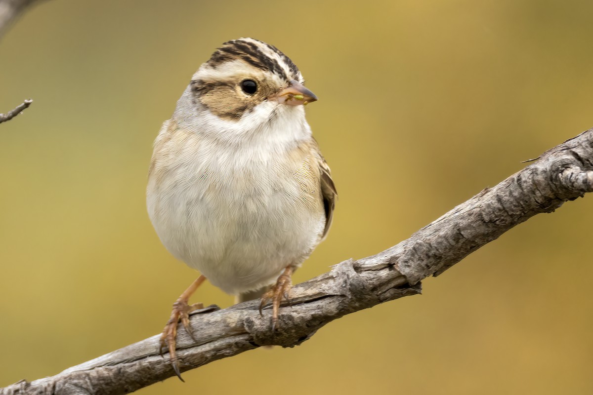 Clay-colored Sparrow - Al Caughey