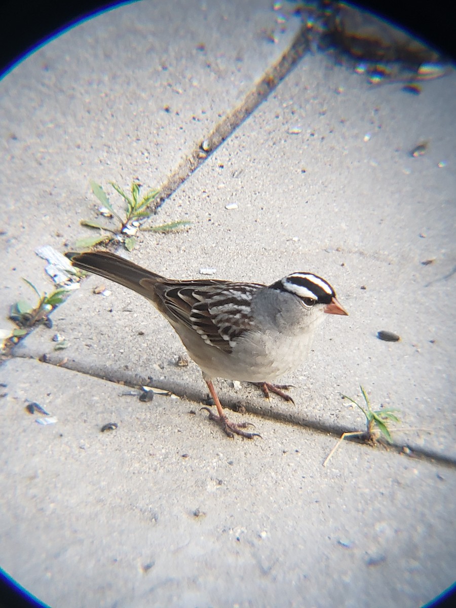 White-crowned Sparrow - ML618470588