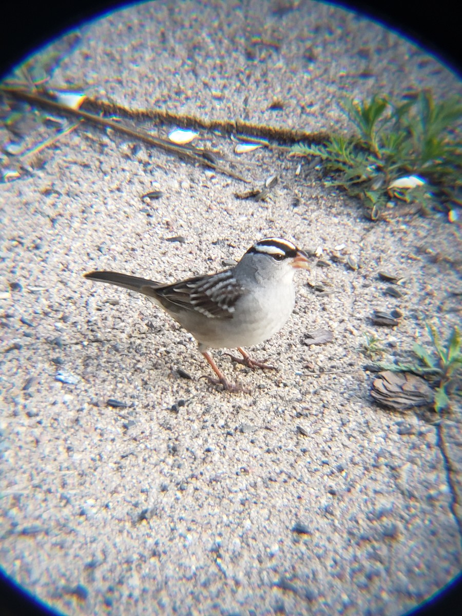 White-crowned Sparrow - ML618470589