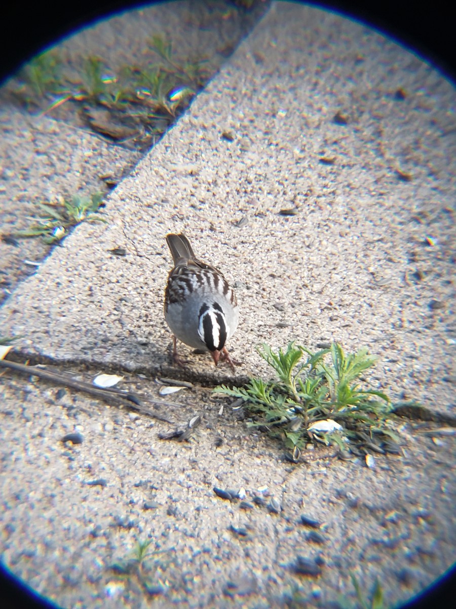 White-crowned Sparrow - ML618470590