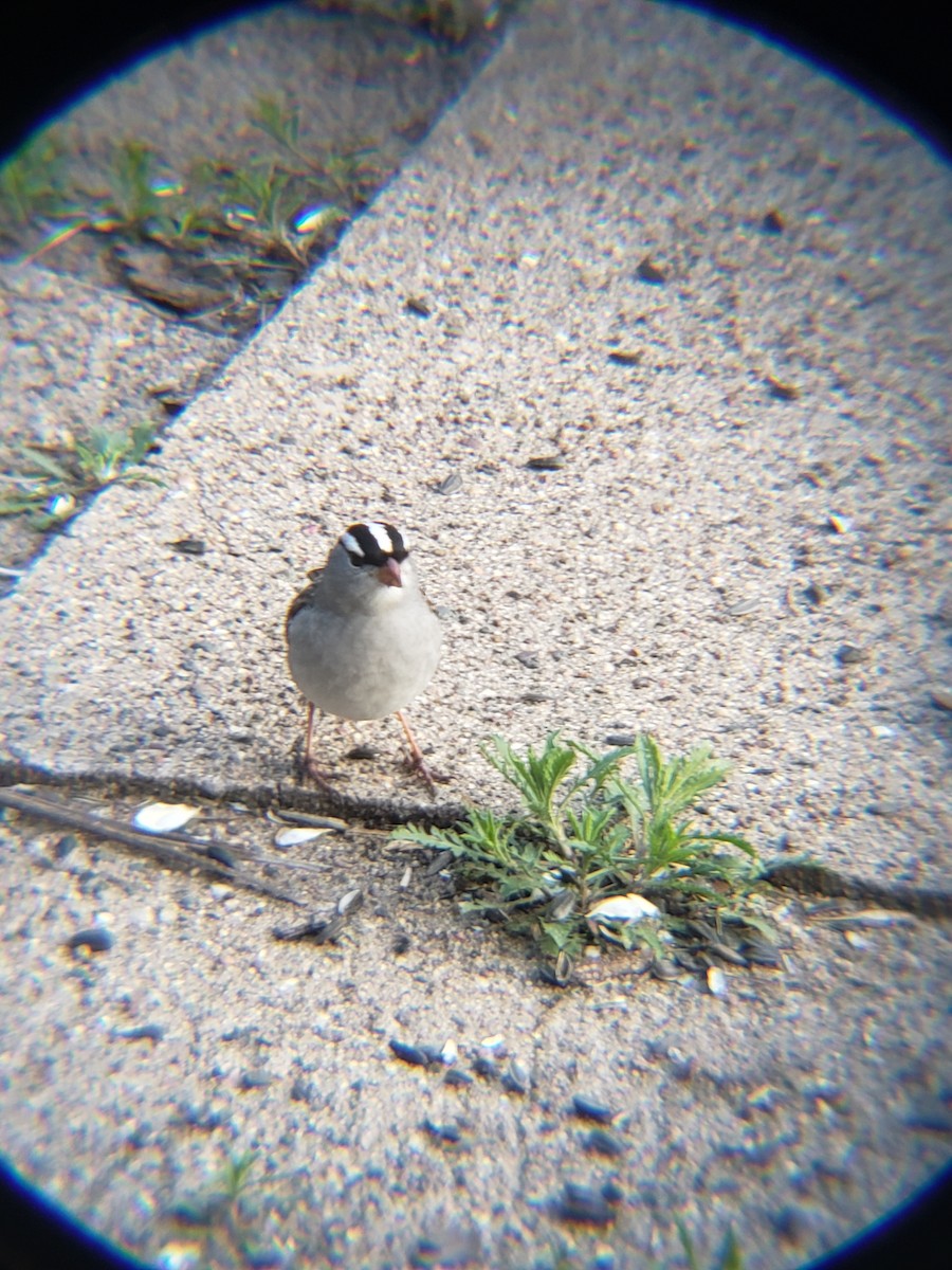White-crowned Sparrow - ML618470591