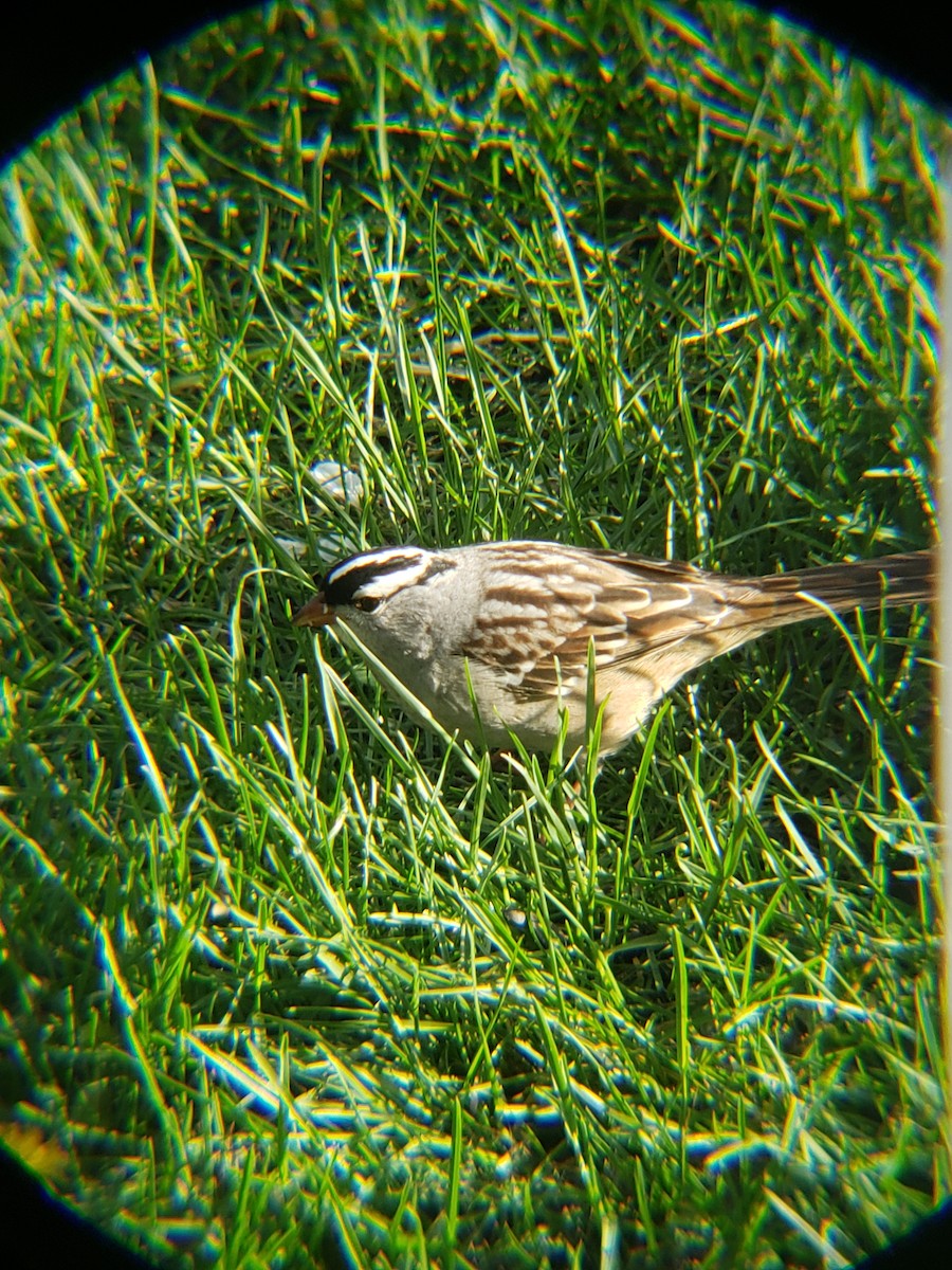 White-crowned Sparrow - ML618470592
