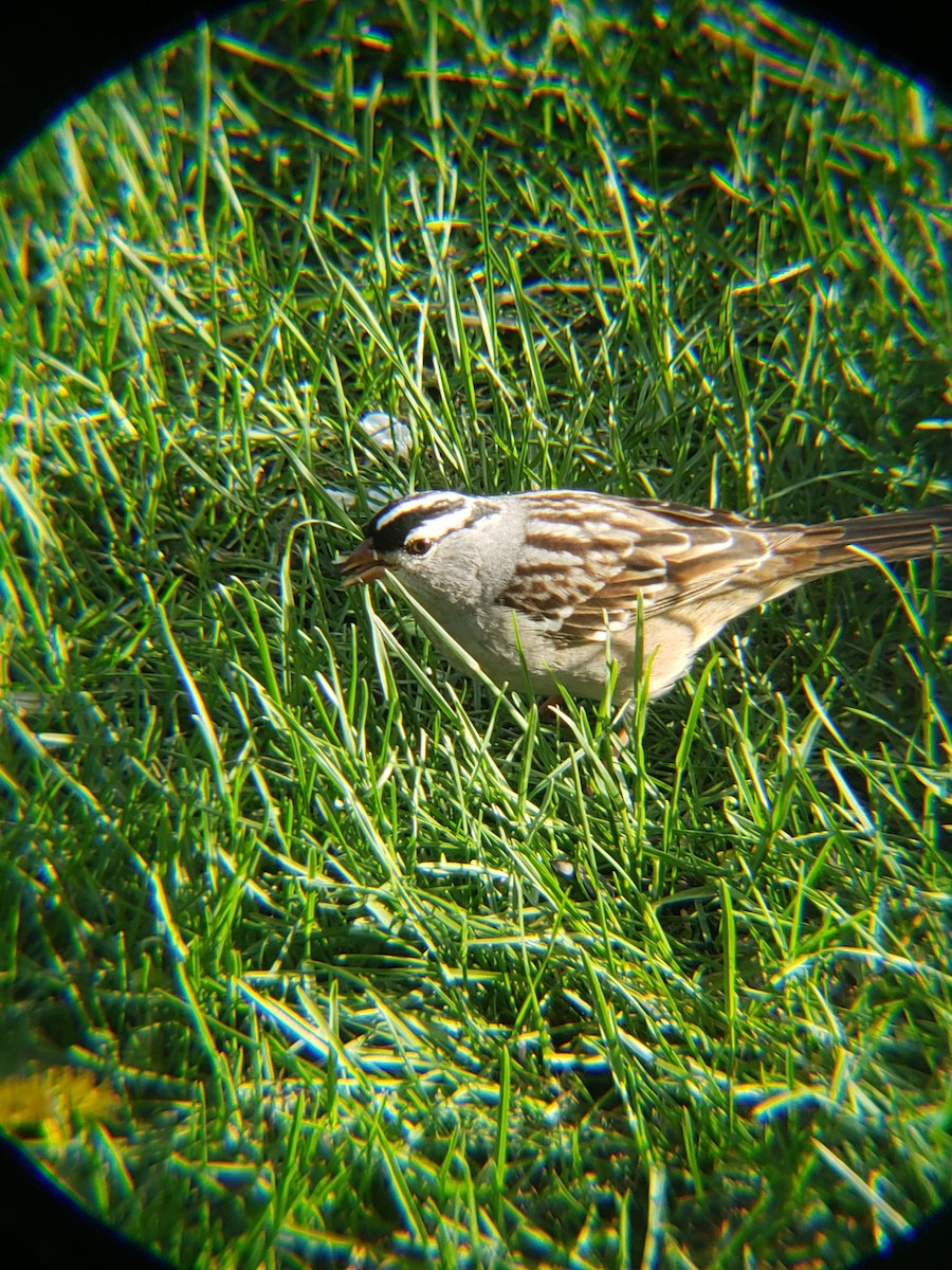 White-crowned Sparrow - ML618470594