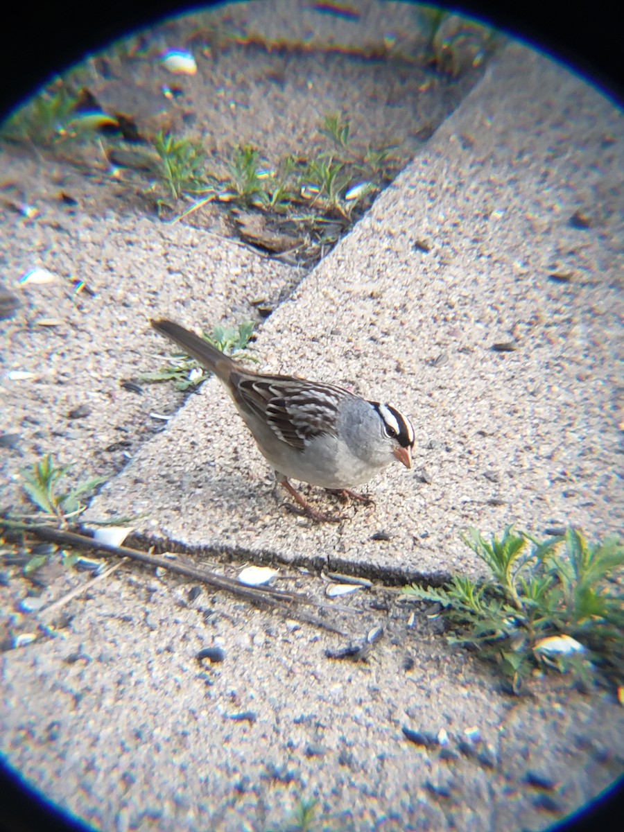 White-crowned Sparrow - ML618470595