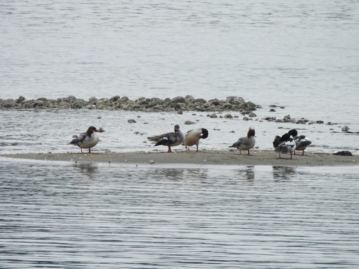 Common Merganser - Mark Stevens