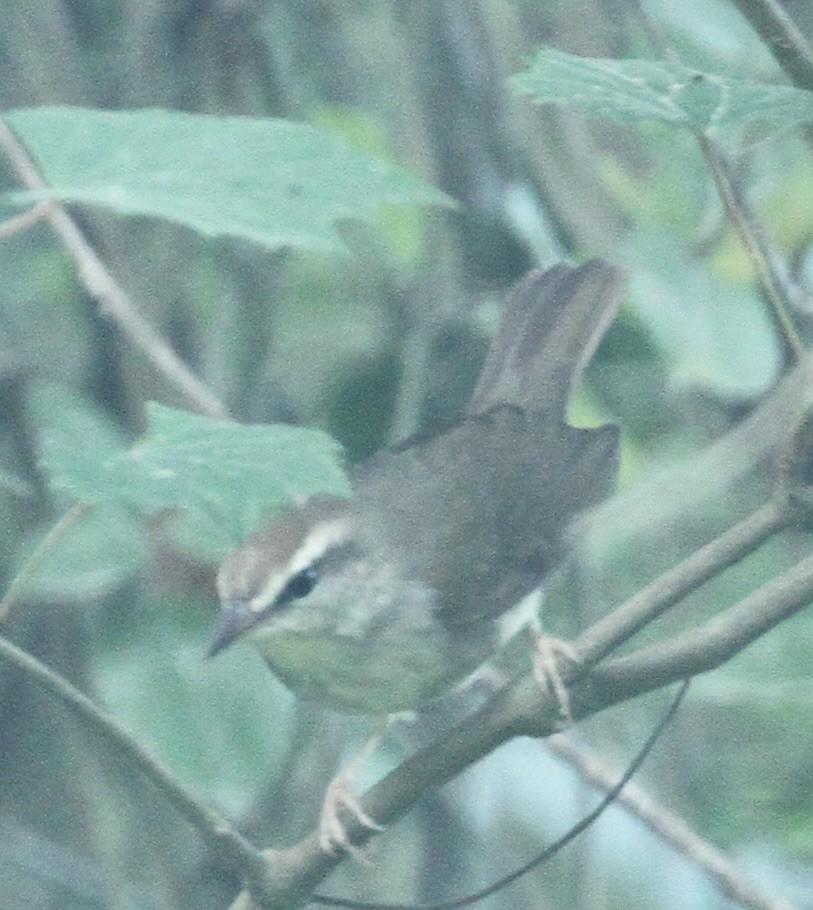 Paruline de Swainson - ML618470599