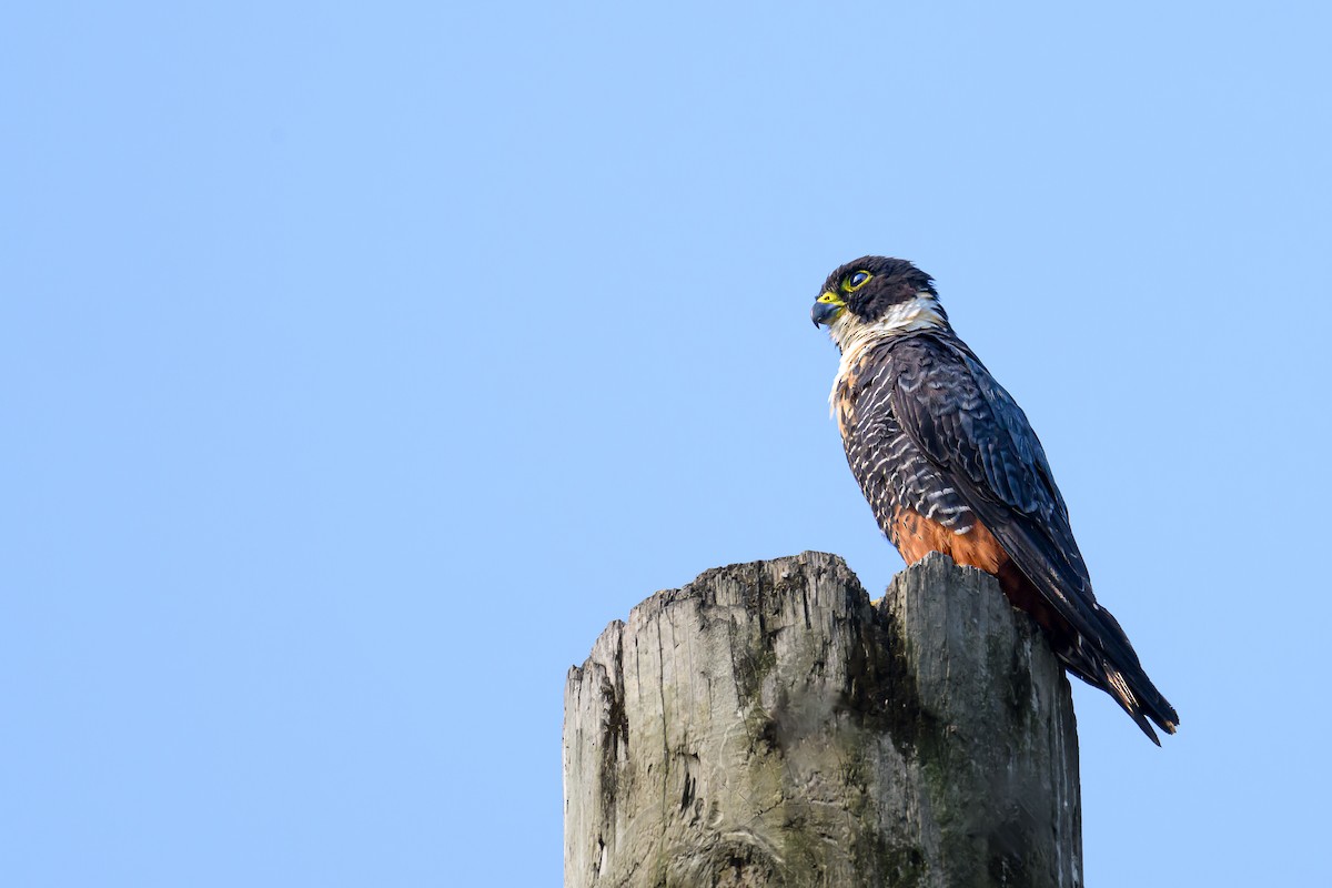Bat Falcon - ML618470604