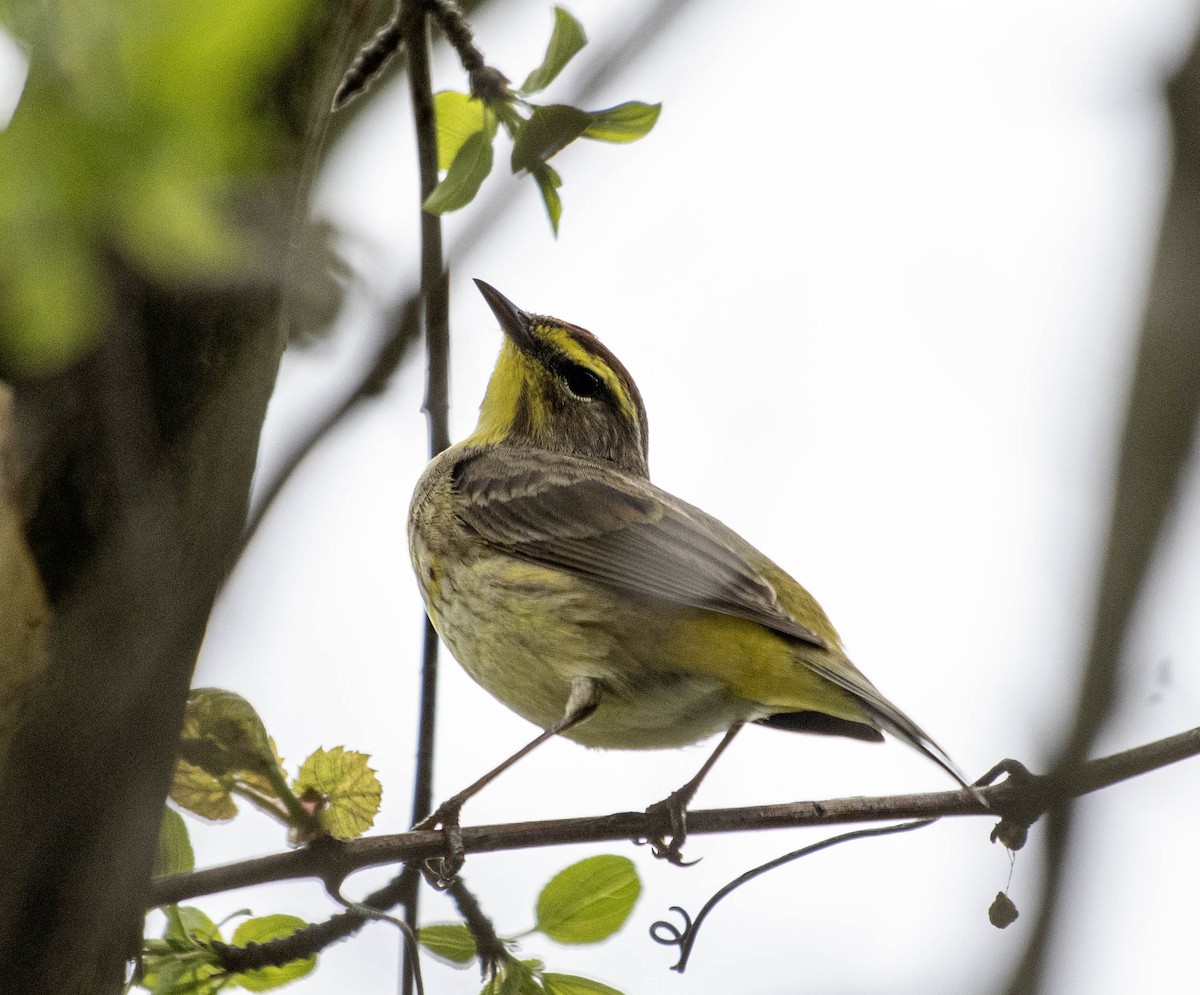 Palm Warbler - Estela Quintero-Weldon