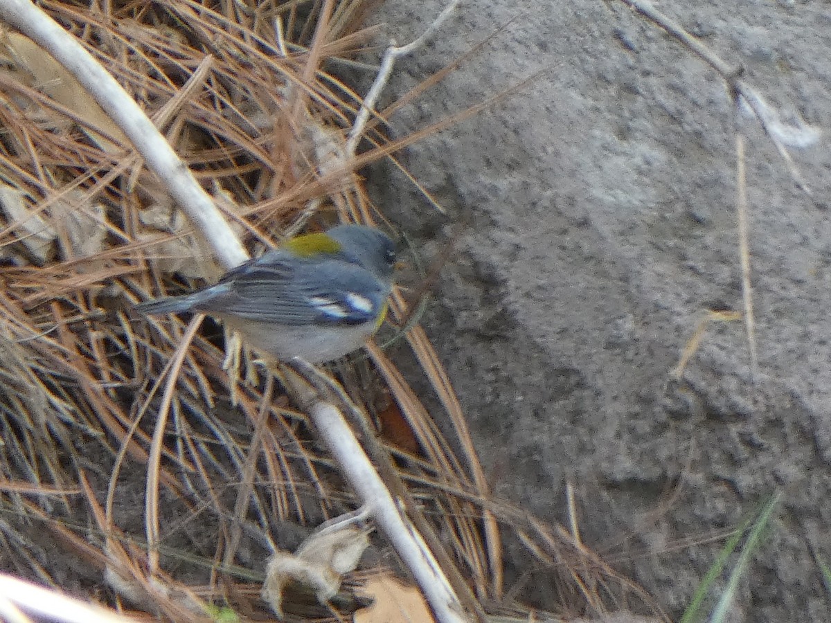 Northern Parula - Christopher Rustay