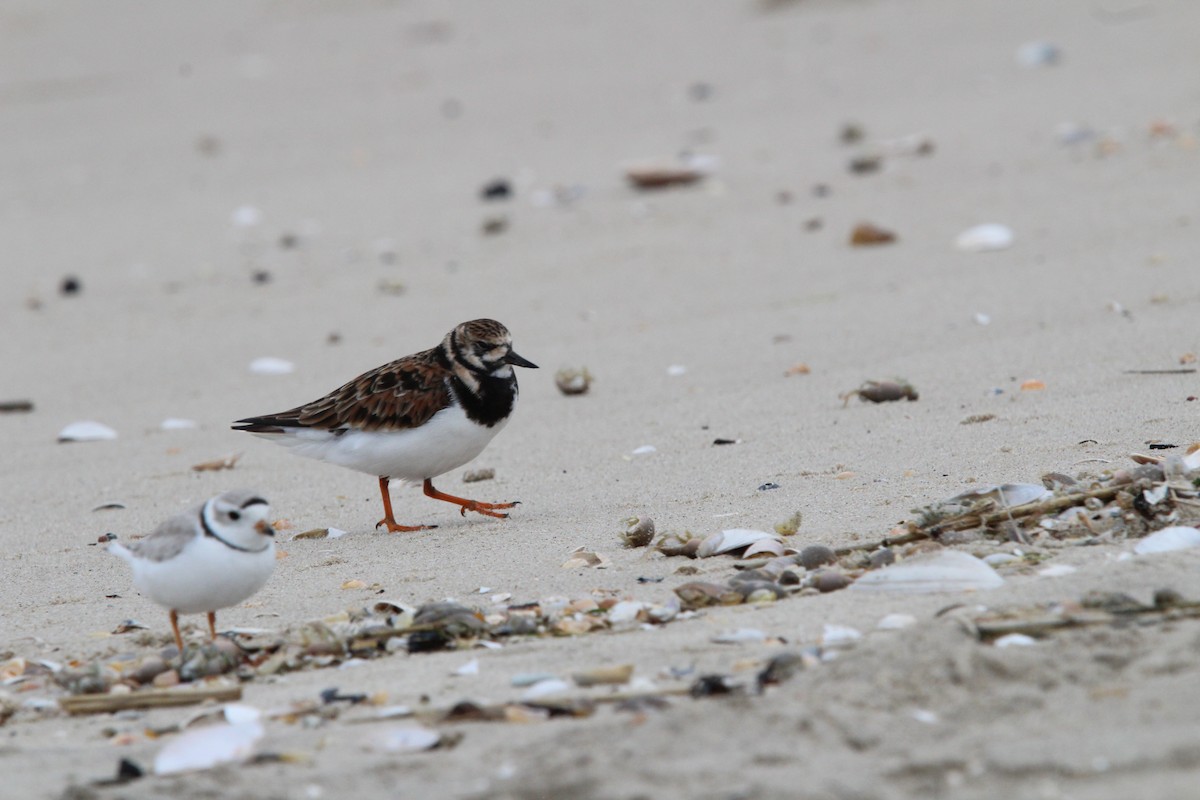 Ruddy Turnstone - ML618470644