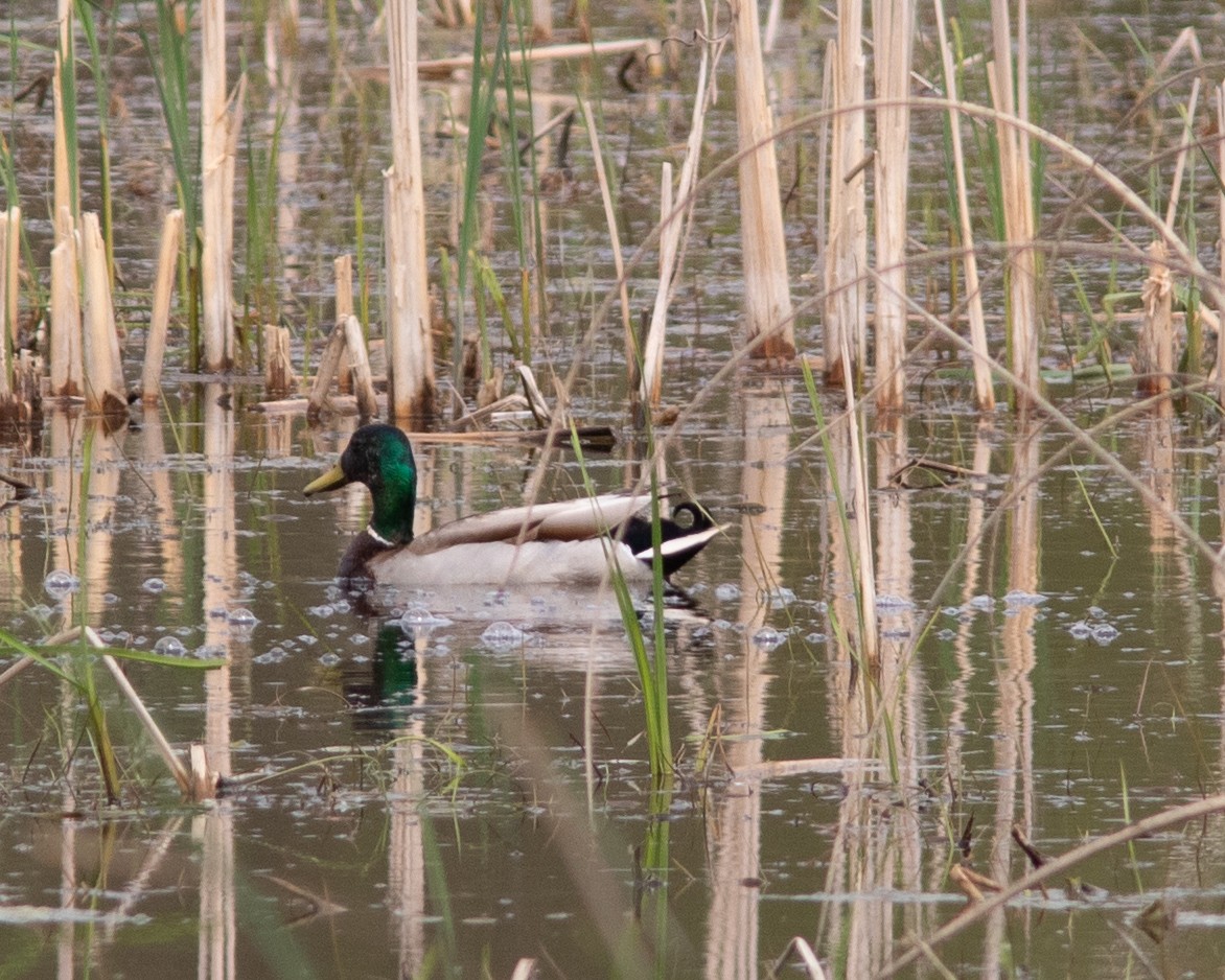 Mallard - Catherine Adams