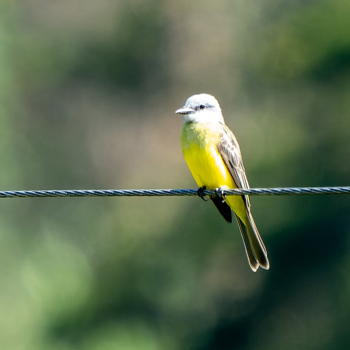 Tropical Kingbird - Jairo Cadavid