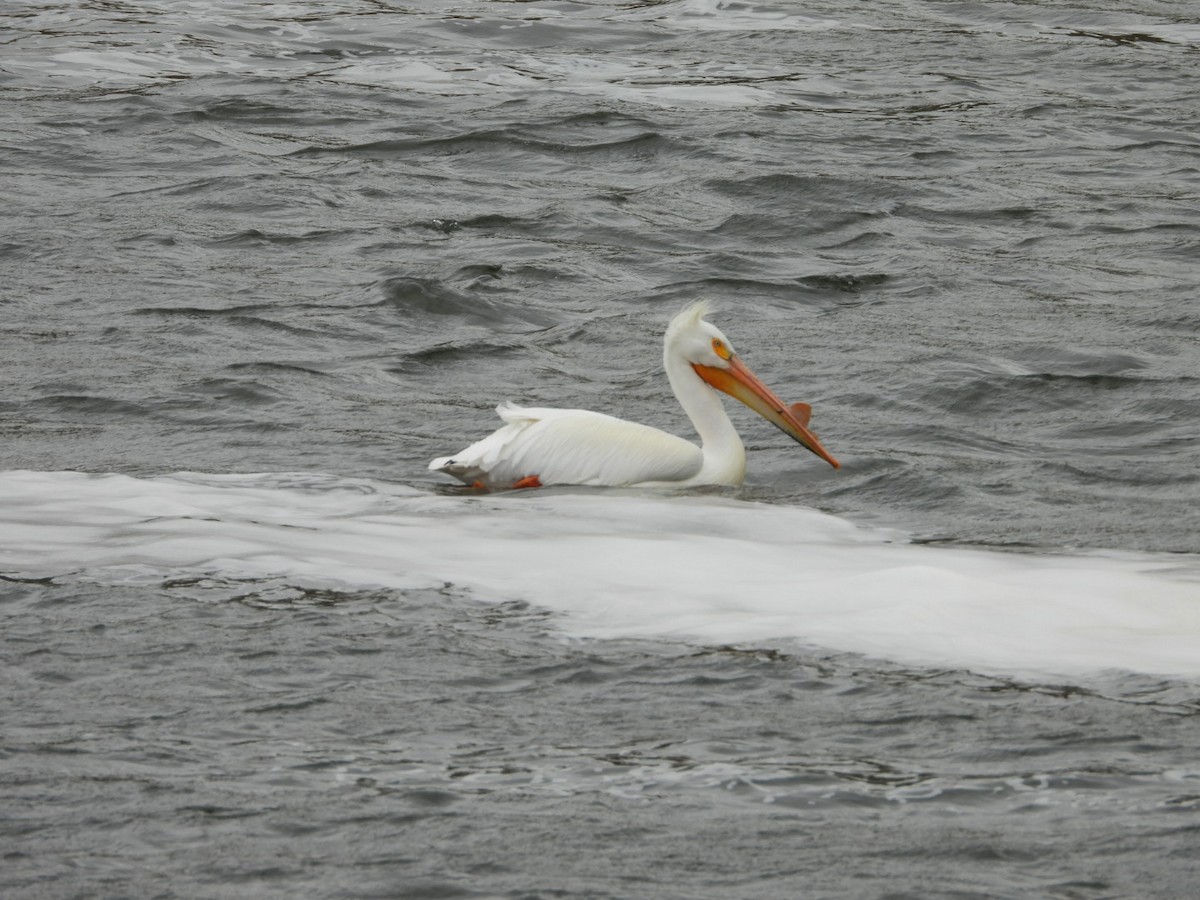 pelikán severoamerický - ML618470687