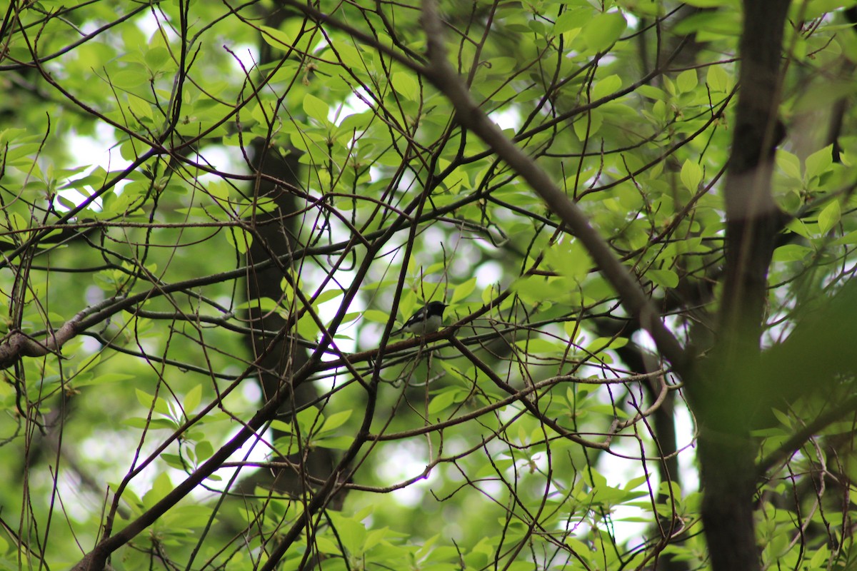 Black-throated Blue Warbler - ML618470702