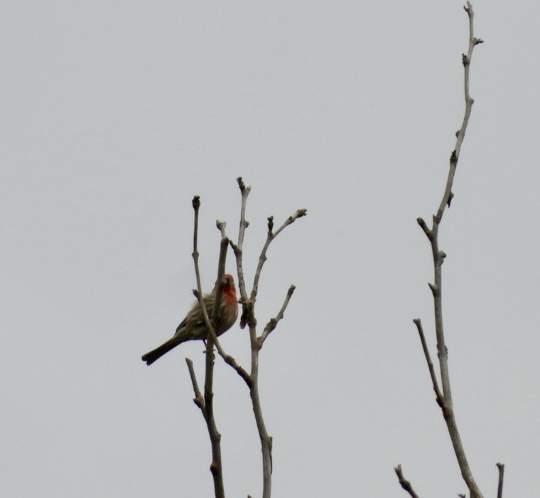 House Finch - ML618470703