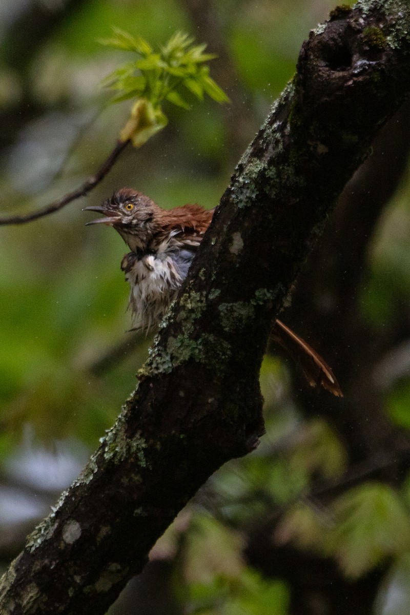 Brown Thrasher - ML618470705