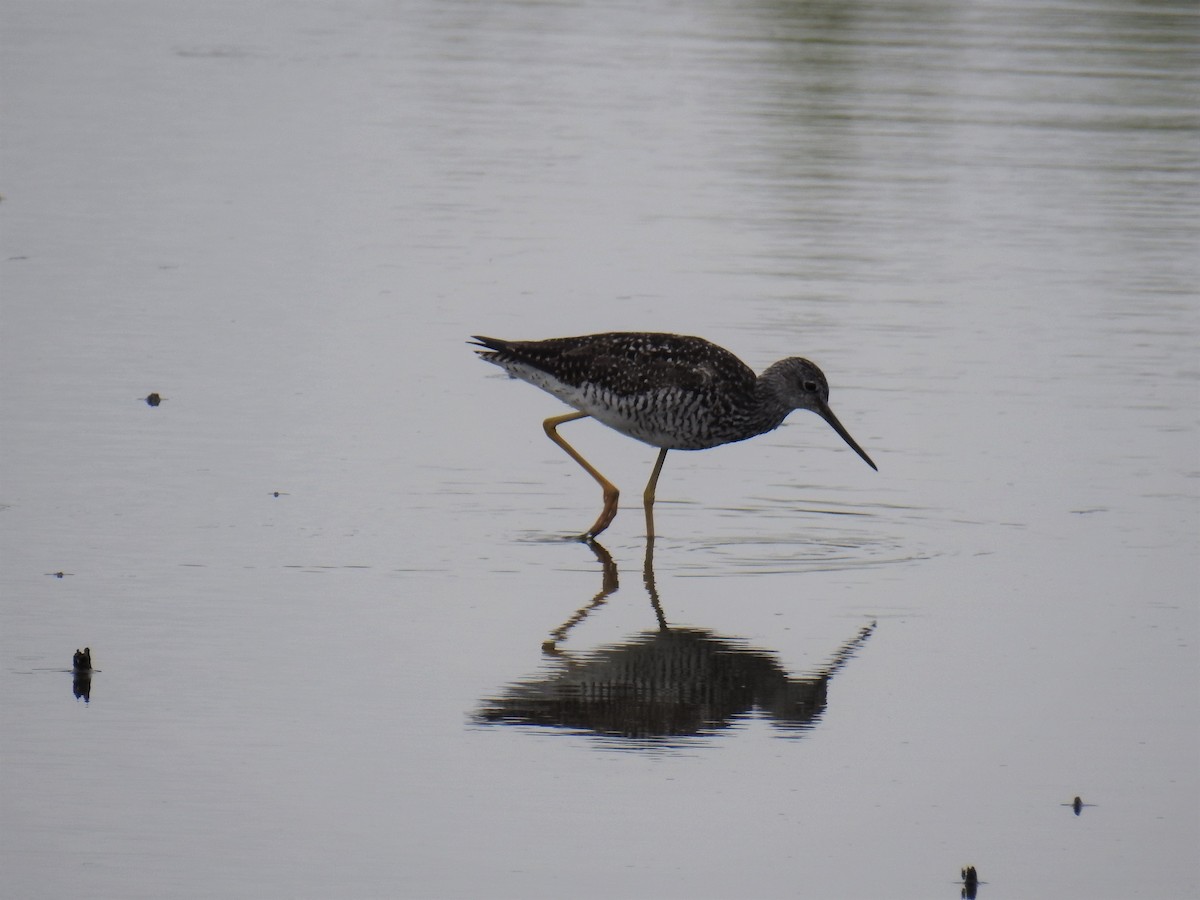 Greater Yellowlegs - Michael James